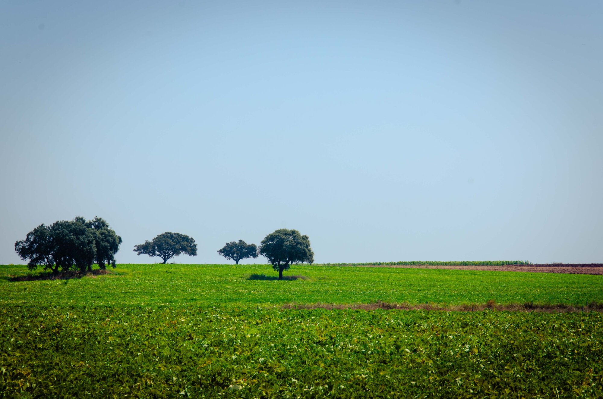 Árvore solitária num campo amplo