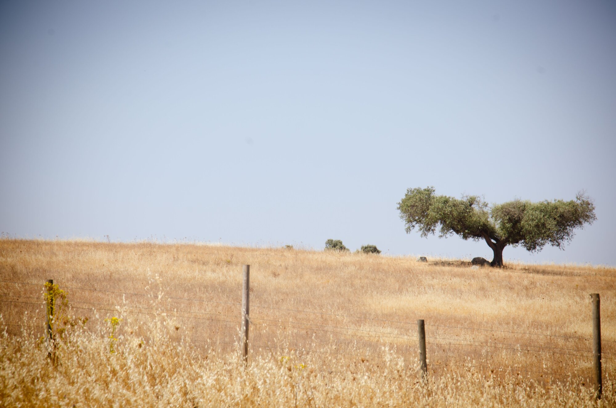 Campo seco e árvore distante